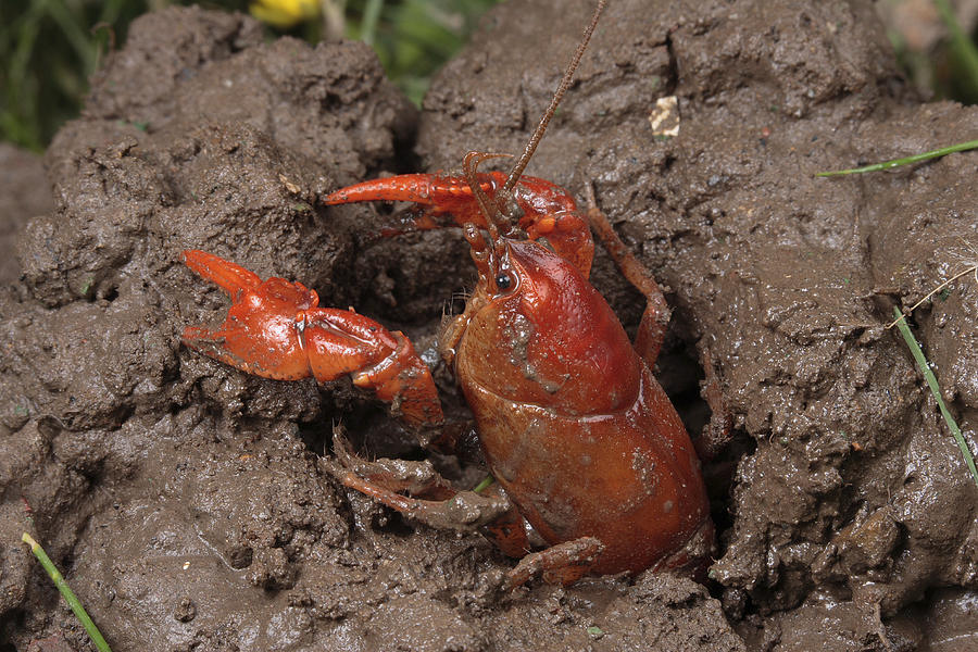 An Upland Burrowing Crayfish Photograph by George Grall