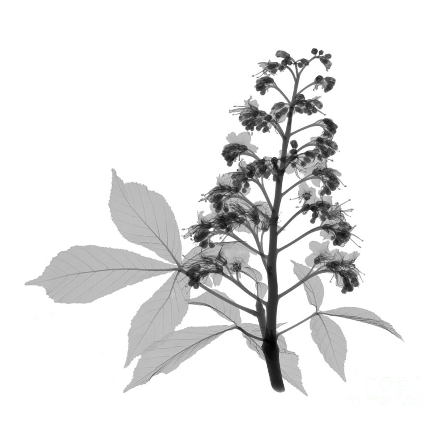 Tree Photograph - An X-ray Of A Chestnut Tree Flower by Ted Kinsman