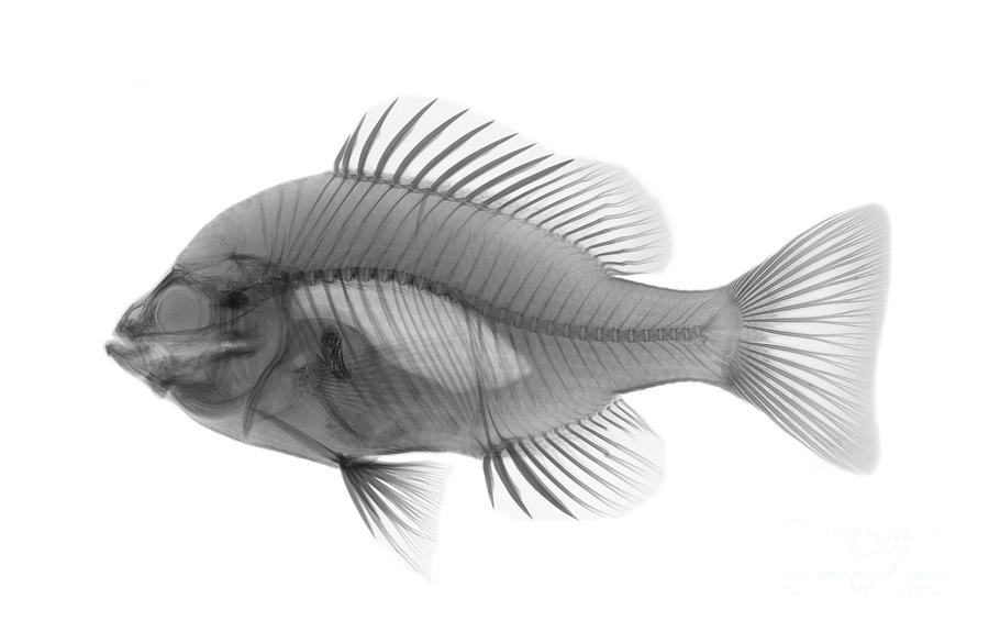An X-ray Of A Sunfish Photograph by Ted Kinsman