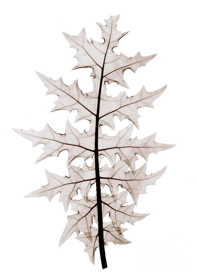 An X-ray Of An Acanthus Leaf Photograph by Ted Kinsman