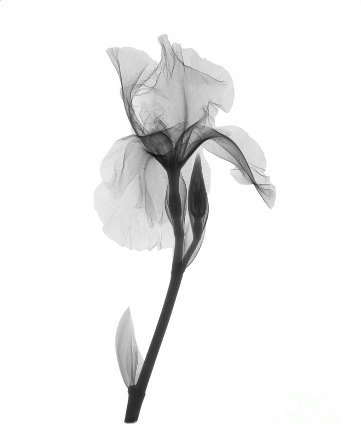 Iris Photograph - An X-ray Of An Iris Flower by Ted Kinsman
