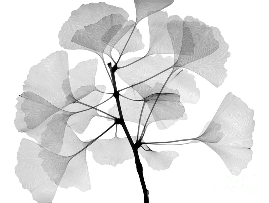 An X-ray Of Ginko Leaves Photograph by Ted Kinsman