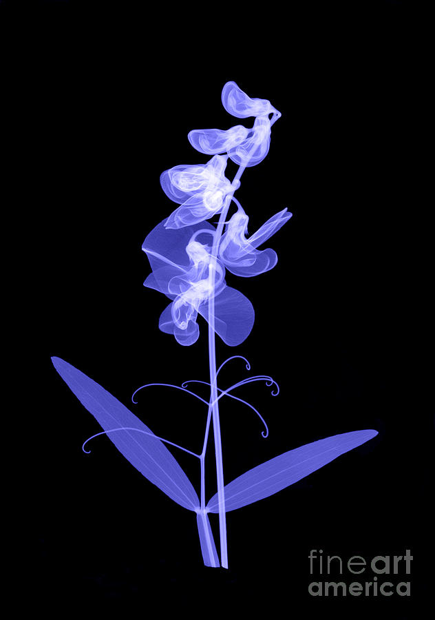 An X-ray Of Sweet Pea Flowers Photograph by Ted Kinsman