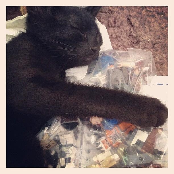 Cat Photograph - Anakin Is Asleep On The Star Wars Legos by Tiffany Spooner