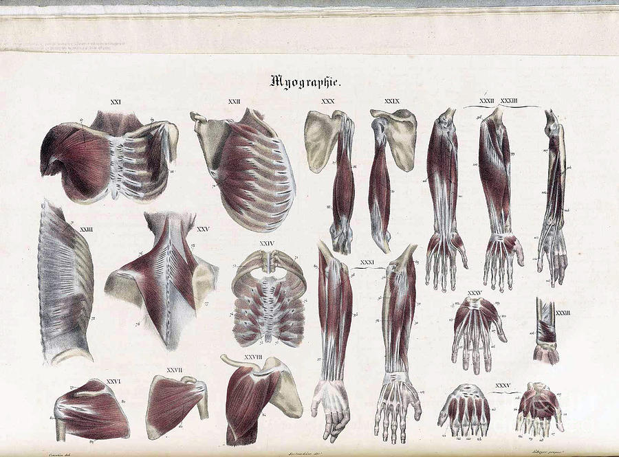 Anatomie Methodique Illustrations Photograph by Science Source