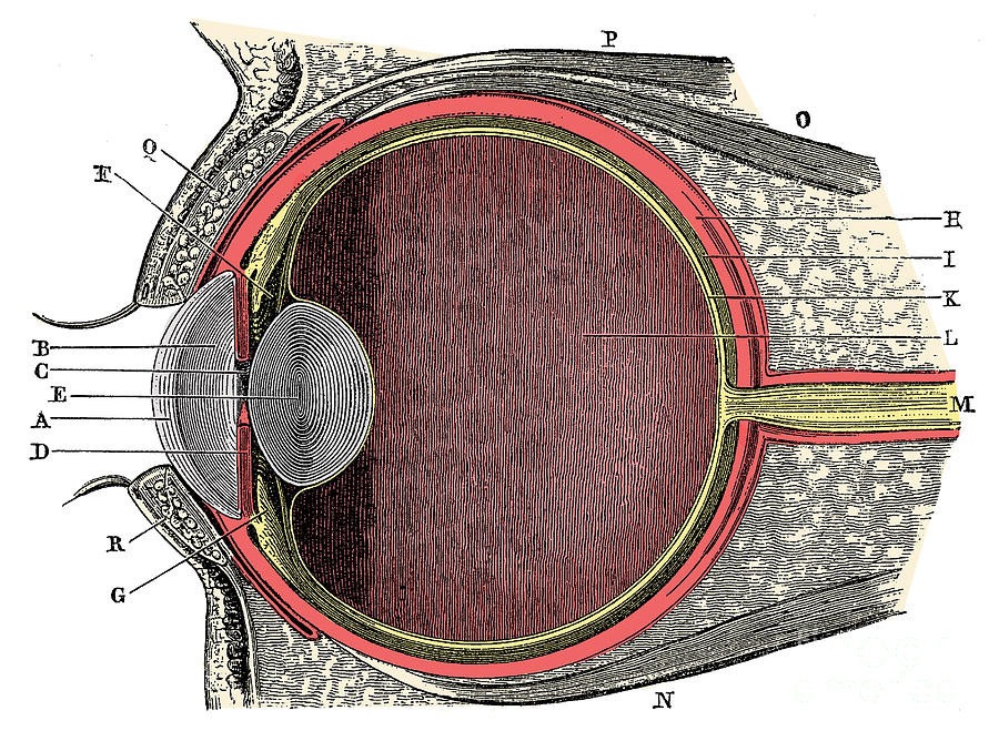 Anatomy Of Human Eye Photograph by Science Source