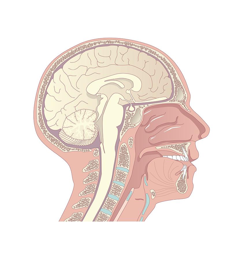 Anatomy Of The Head, Artwork Photograph by Peter Gardiner - Fine Art ...