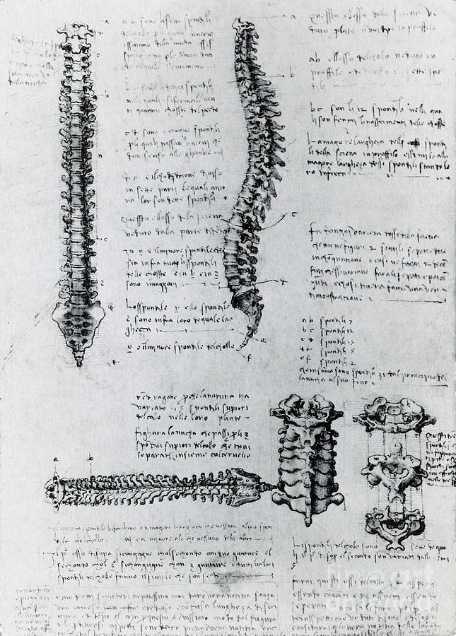Anatomy Of The Spine Photograph by Science Source