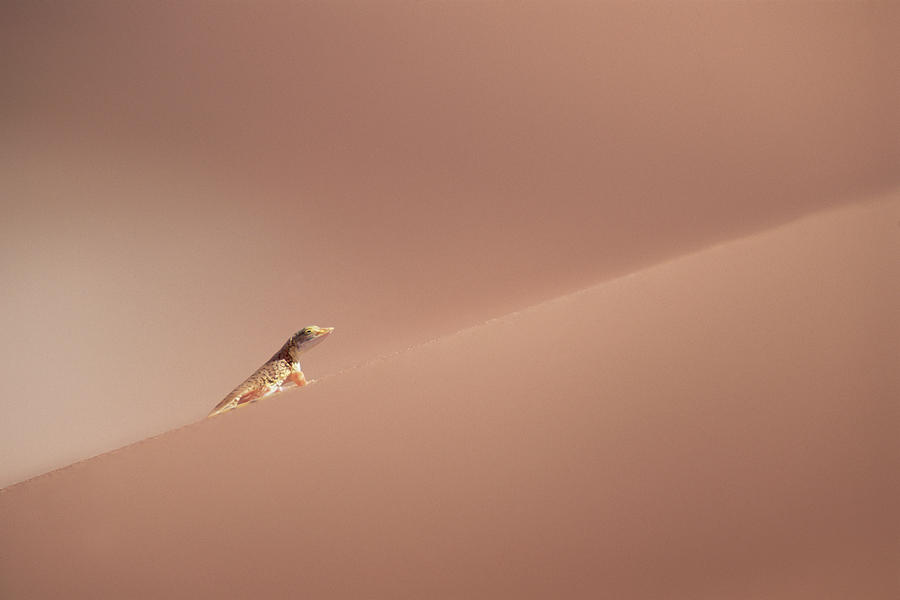 Anchietas Desert Lizard Meroles Photograph by Gerry Ellis