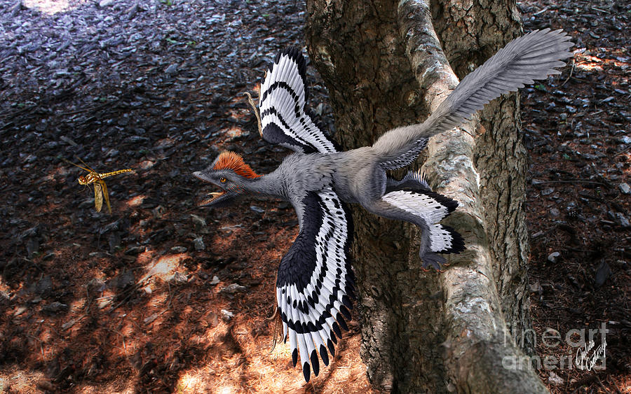Paleoart Digital Art - Anchiornis huxleyi  by Julius Csotonyi