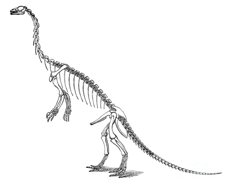 Anchisaurus Photograph by Science Source