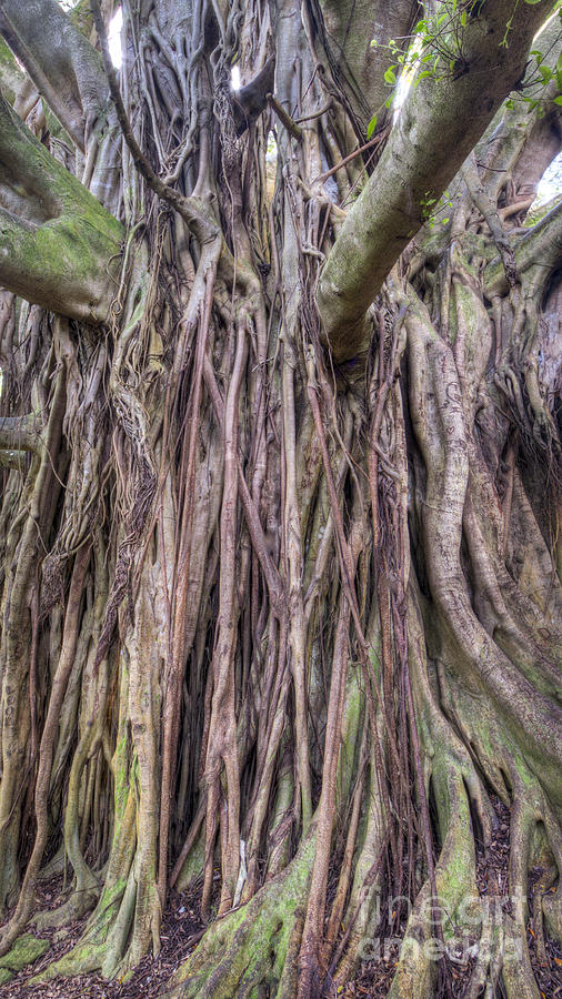Ancient Banyon Tree Photograph by Dustin K Ryan