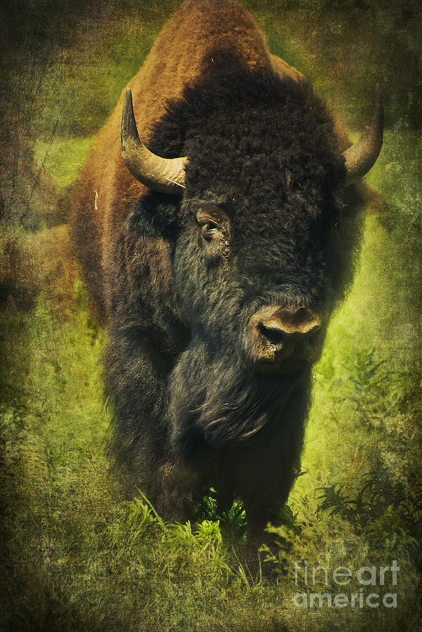 Ancient Bison Photograph by Iris Greenwell