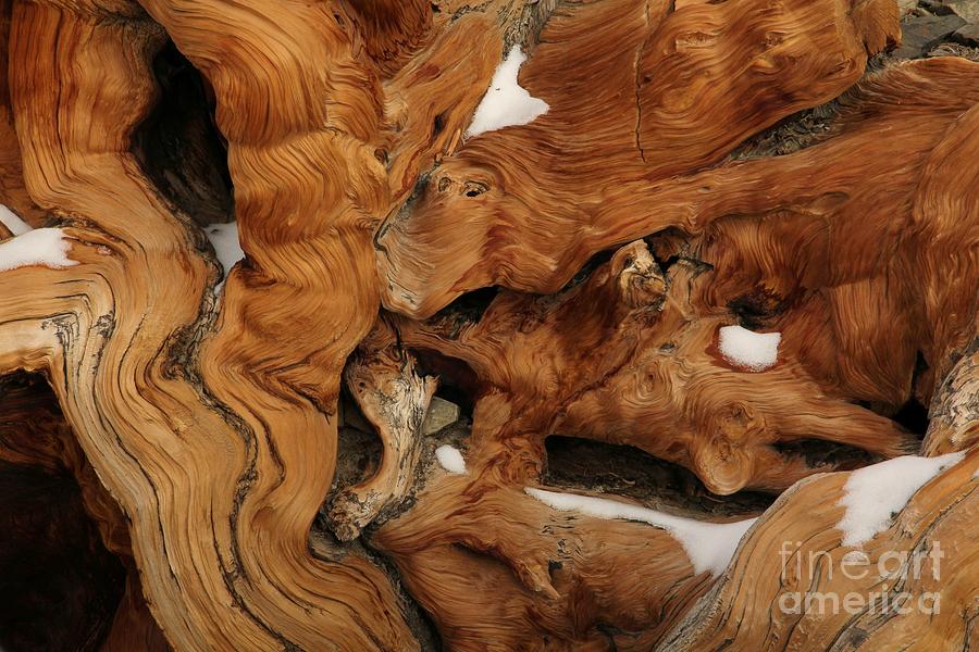 Pine Photograph - Ancient Bristlecone Pine by Lori Bristow Pine Photograph - Ancient Bristlecone Pine by Lori Bristow