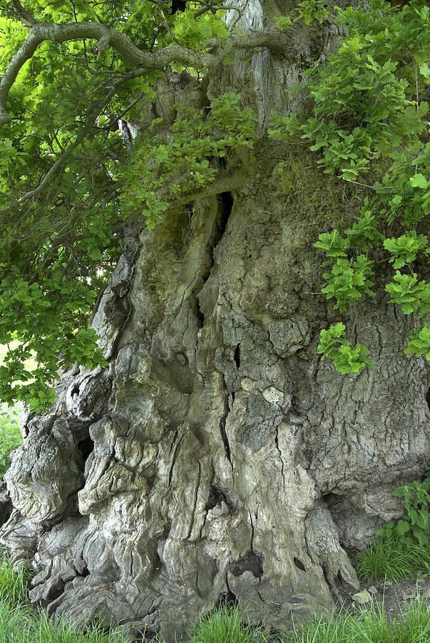 Ancient English Oak (quercus Rober) Tree Photograph by Colin Varndell