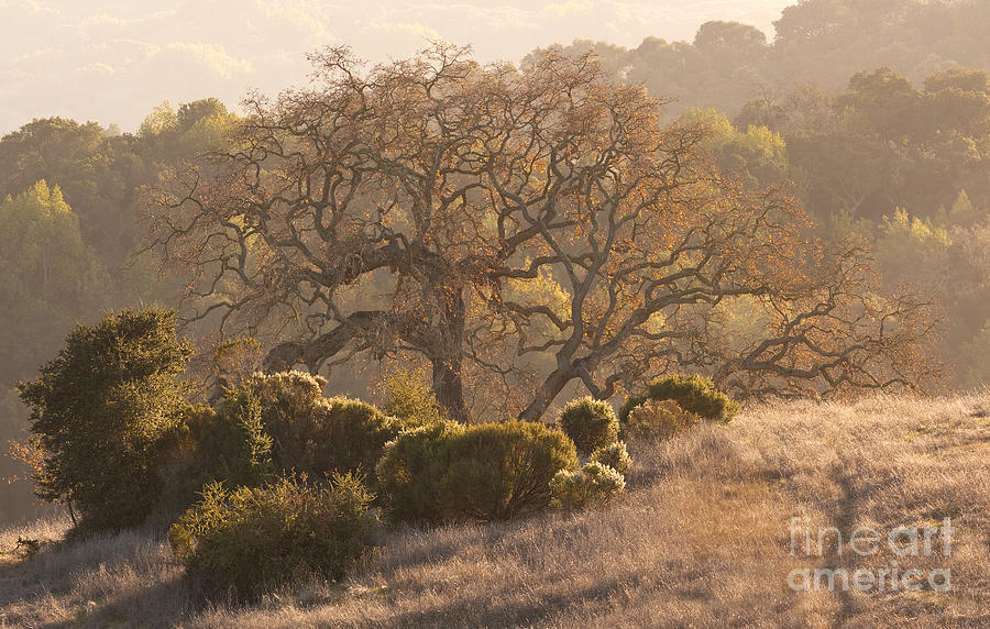 Nature Photograph - Ancient Majestic Tree by Matt Tilghman