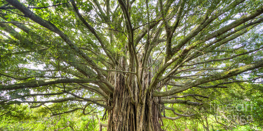 Ancient Maui Banyan Tree 2 Photograph by Dustin K Ryan
