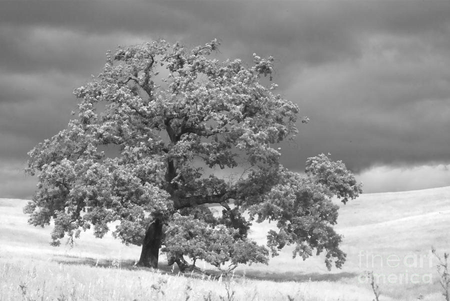 Ancient Oak Photograph by Jim And Emily Bush