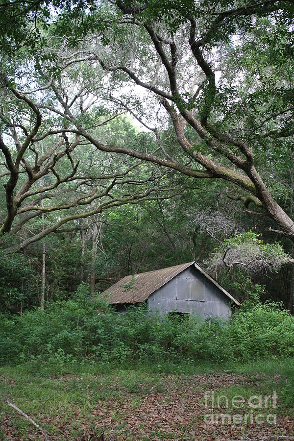 Tree Photograph - Ancient Oak Shelter by Dominique Jorgensen