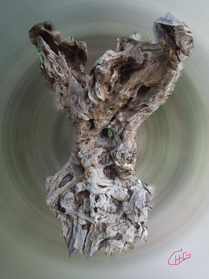 Ancient Old Olive Tree Photograph by Colette V Hera Guggenheim