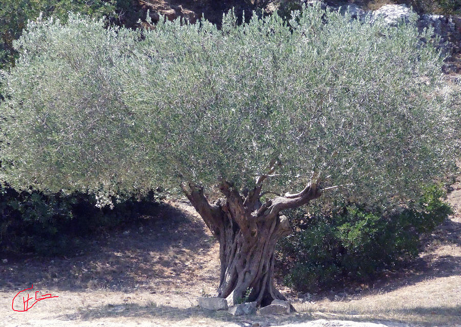 Ancient Old Olive Tree in South France Photograph by Colette V Hera Guggenheim
