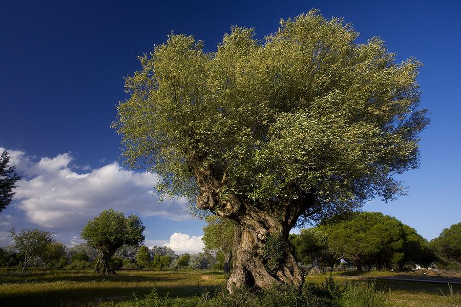 Nature Photograph - Ancient Olive (olea Europaea) Trees by Bob Gibbons