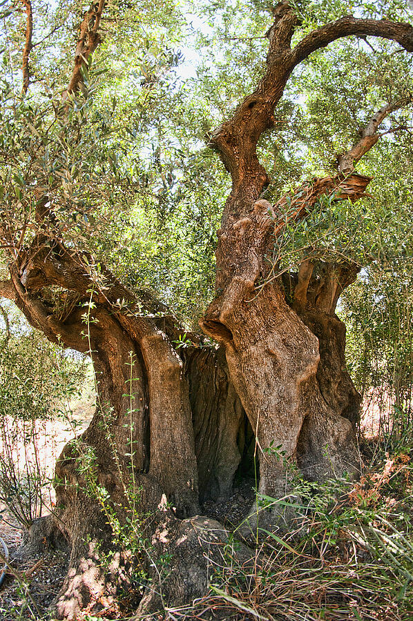 Ancient Olive Tree Photograph by Manolis Tsantakis