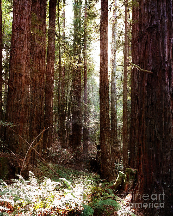 Ancient Redwoods and Ferns Photograph by Laura Iverson