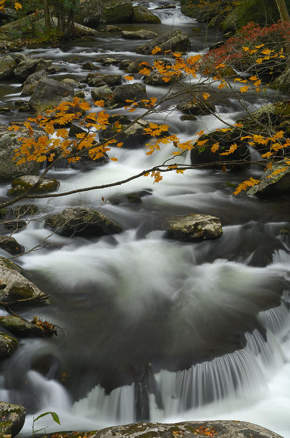 Ancient River in Great Smoky Mountains Photograph by Darrell Young