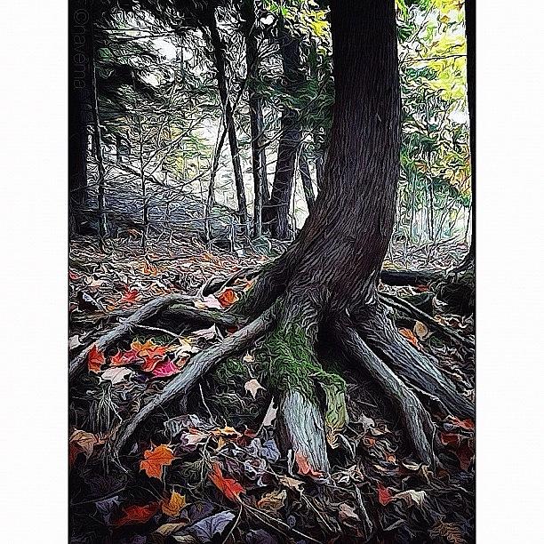 Fall Photograph - Ancient Roots by Natasha Marco