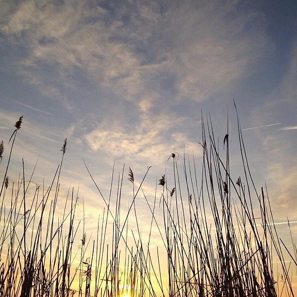 Reeds Photograph - ....and Another #nofilter #noedit !! by Penni DAulerio