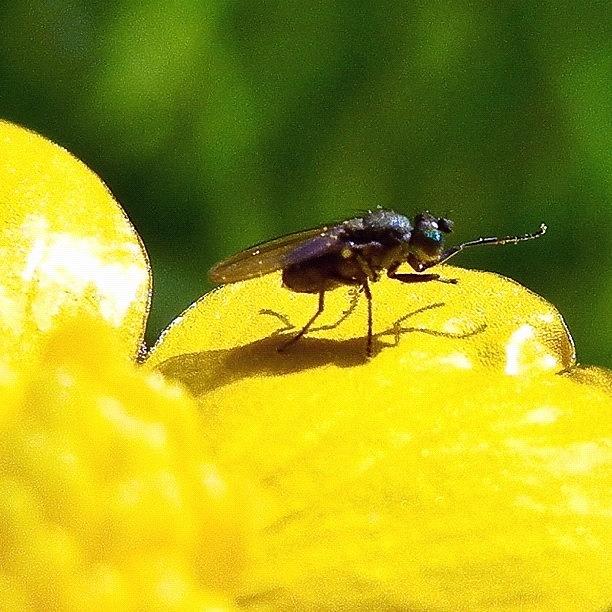 Flowers Still Life Photograph - And Another Tiny Fly, Cleaning Pollen by Tanya Sperling