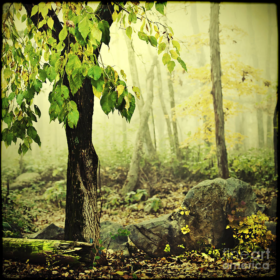 Fall Photograph - And I Stopped Along The Way by Katya Horner