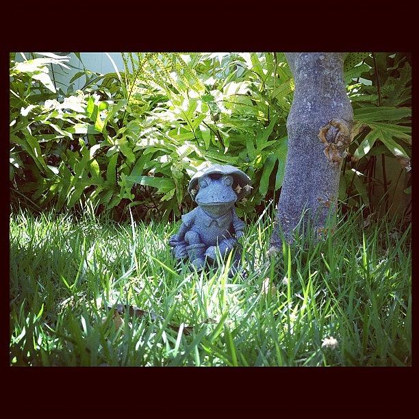 Honolulu Photograph - And Mr. Frog Under The Limon Tree;) by Eri B