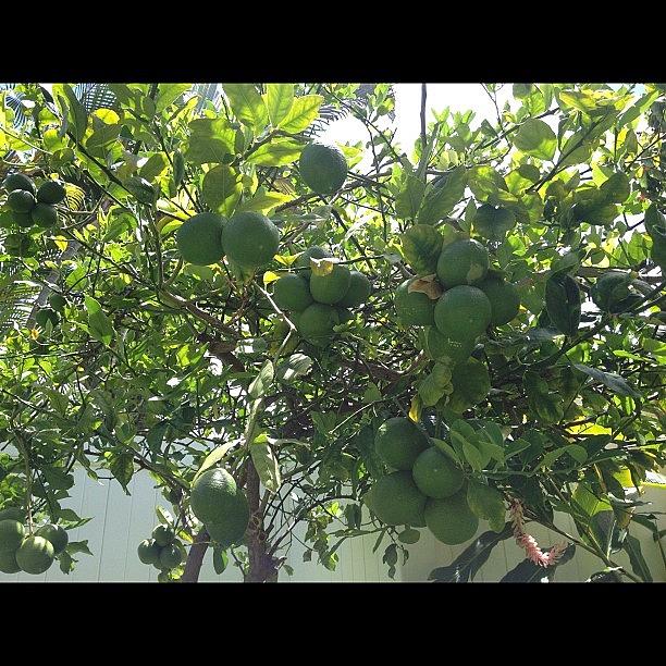 Fruit Photograph - And My Limon( Lime & Lemon) Tree !!! by Eri B
