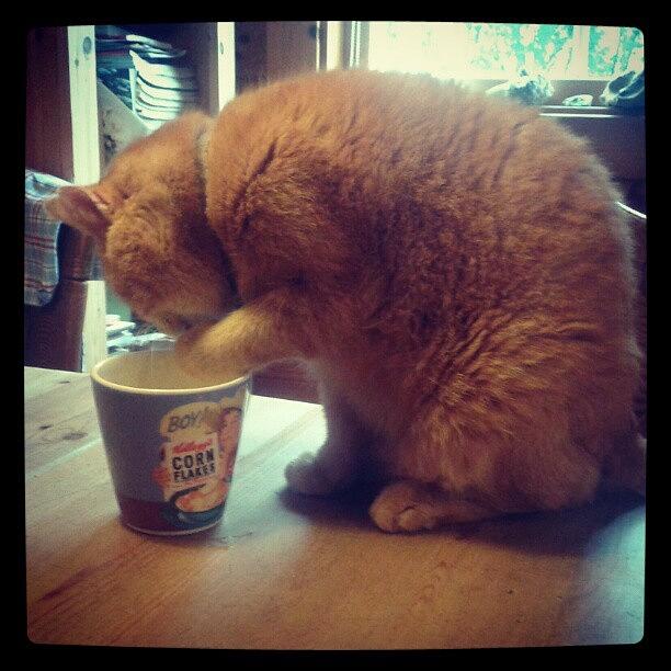 Cat Photograph - And Now He Is Enjoying The Milk I Left by Adorable Cats