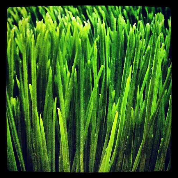 Grass Photograph - And The #green #grass Grows All Around by T C