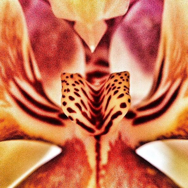 Orchid Photograph - And The Result After Playing With My by Tanya Sperling