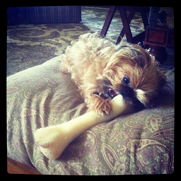 Griffon Photograph - And They Tried To Tell Me This Bone Was by Caitlin Schmitt