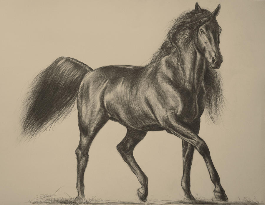 Horse Drawing - Andalusian Beauty by Paula Collewijn -  The Art of Horses
