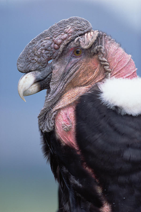 Andean Condor Vulture Male Photograph by Tui De Roy
