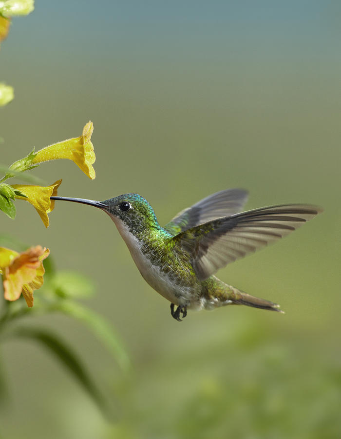 Andean Emerald Hummingbird Feeding Photograph by Tim Fitzharris