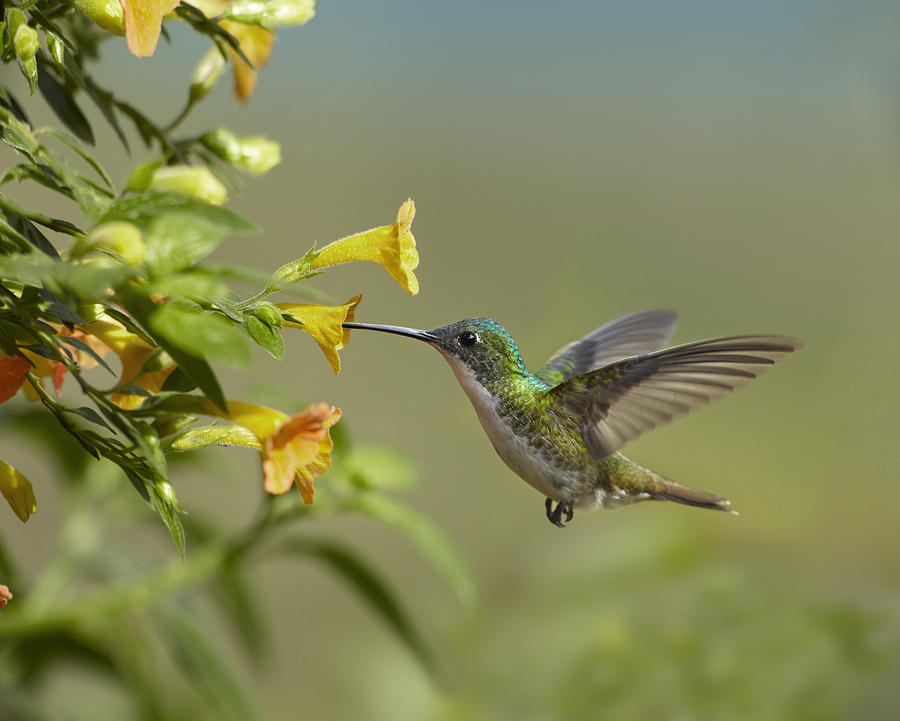 Andean Emerald Hummingbird Feeling Photograph by Tim Fitzharris