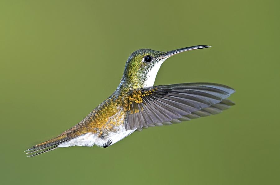 Feather Photograph - Andean Emerald Hummingbird by Tony Camacho