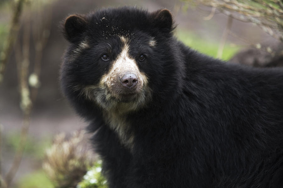 Andean Or Spectacled Bear, Tremarctos Photograph by Philippe Henry ...