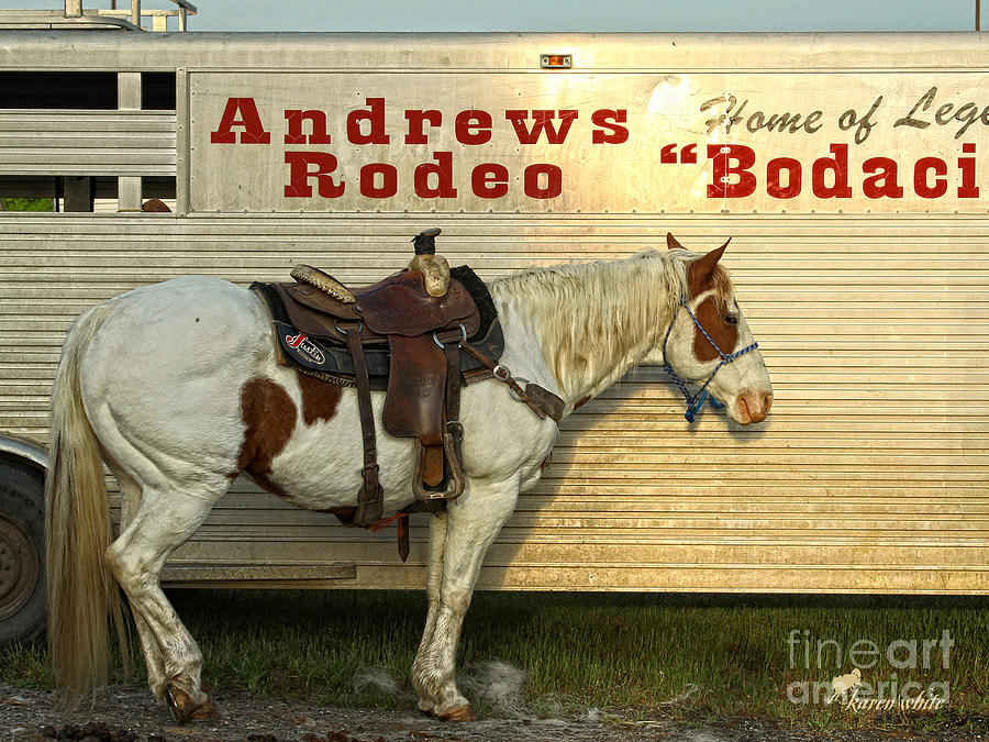 Andrews Rodeo Horse Photograph