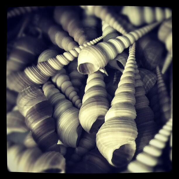 Shell Photograph - #android #droid #mobileart by Amanda Earl