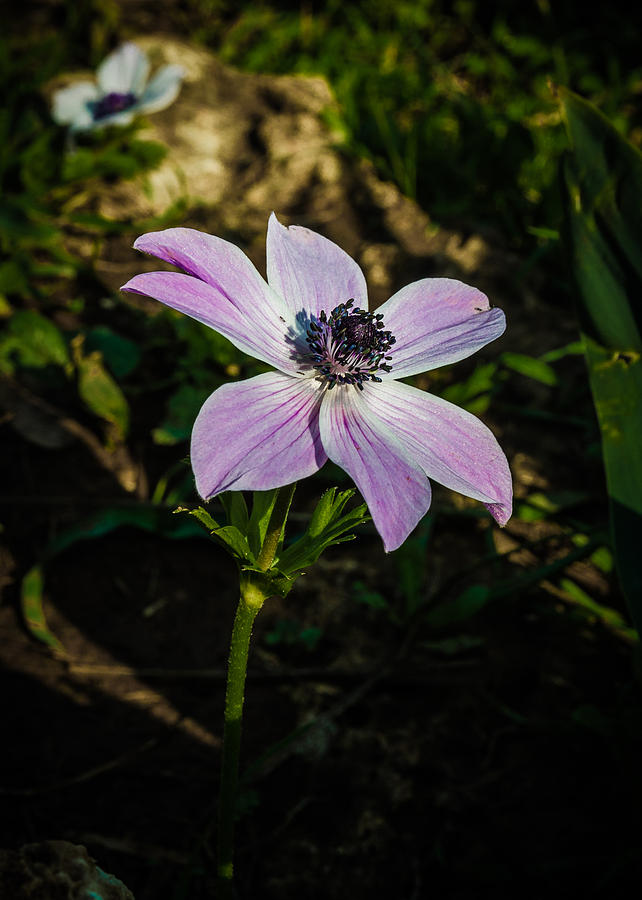 Anemon flower Photograph by Michael Goyberg