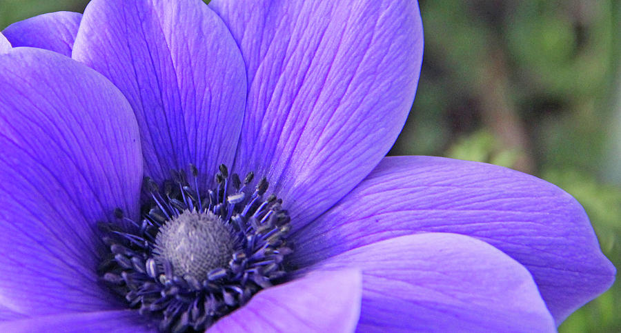 Anemone closeup Photograph by Becky Lodes | Fine Art America