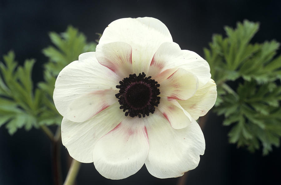 Anemone Coronaria Flower Photograph by Archie Young - Fine Art America